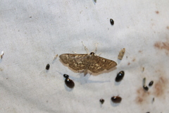 Herpetogramma aeglealis