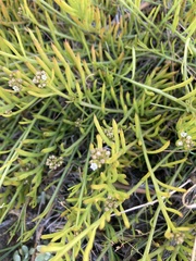 Thesium frisea