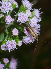 Elasmopalpus lignosella
