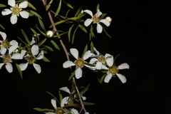 Leptospermum trinervium