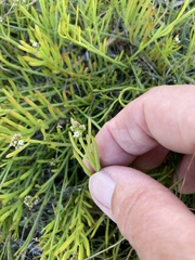 Thesium frisea