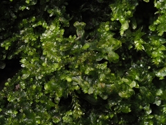 Lejeunea cavifolia