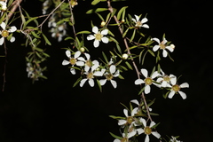 Leptospermum trinervium