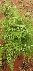 Pteridium aquilinum capense