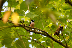 Eurylaimus ochromalus