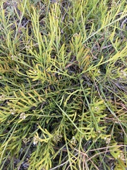 Thesium frisea