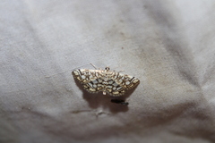 Lygropia rivulalis