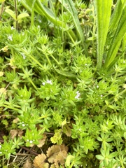 Sherardia arvensis