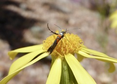 Aetole unipunctella