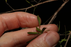 Leptospermum trinervium