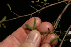 Leptospermum trinervium