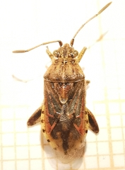 Rhopalidae
