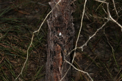 Leptospermum trinervium