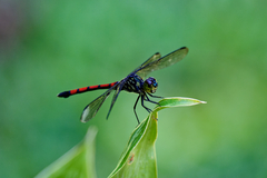 Agrionoptera insignis