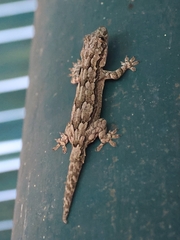 Hemidactylus leschenaultii