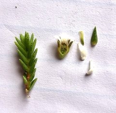 Euchaetis