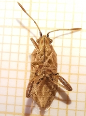Rhopalidae