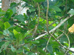 Arachnothera everetti