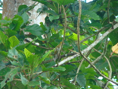 Arachnothera everetti