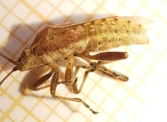 Rhopalidae