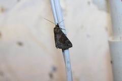 Hypena manalis