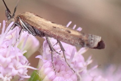 Elasmopalpus lignosella