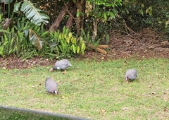 Numida meleagris domesticus