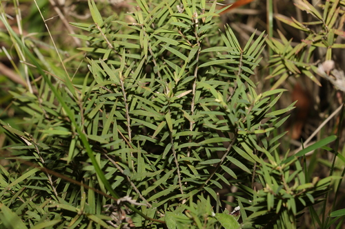 Melaleuca linariifolia