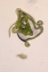 Grimmia longirostris