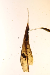 Grimmia longirostris