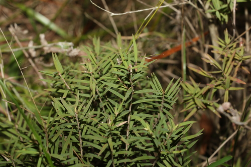 Melaleuca linariifolia