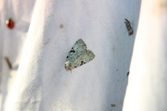 Leuconycta diphteroides