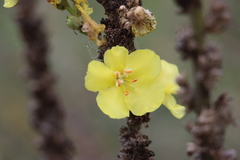 Verbascum densiflorum