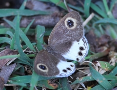 Ypthima ceylonica