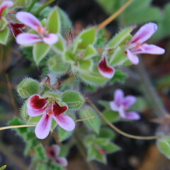 Pelargonium althaeoides