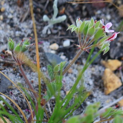 Pelargonium althaeoides