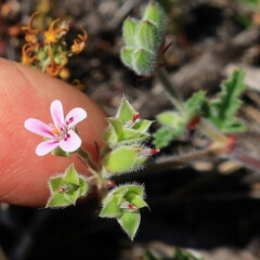 Pelargonium althaeoides