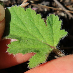 Pelargonium althaeoides