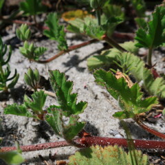 Pelargonium althaeoides