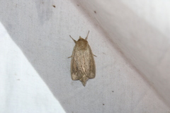 Globia oblonga