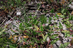 Pelargonium althaeoides