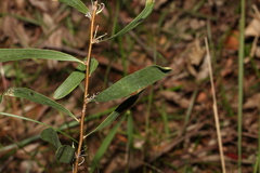 Hakea florulenta