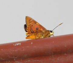 Trapezites symmomus
