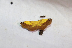 Antepione thisoaria