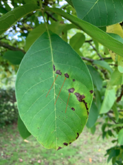 Ophiognomonia leptostyla
