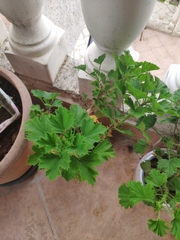 Pelargonium citronellum