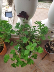 Pelargonium citronellum