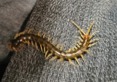 Scolopendridae