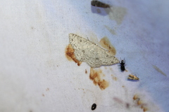 Cyclophora pendulinaria