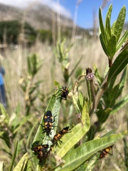 Oncopeltus famelicus